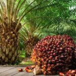 lowongan kerja mandor sawit medan