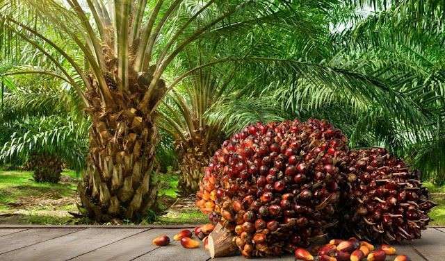 lowongan kerja mandor sawit medan